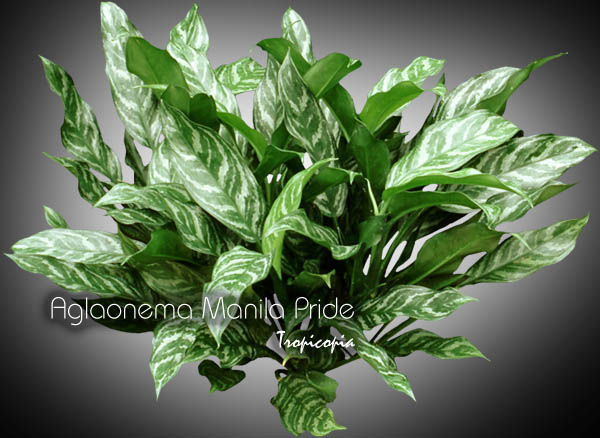 Aglaonema - Aglaonema 'Manila Pride' - Chinese Evergreen